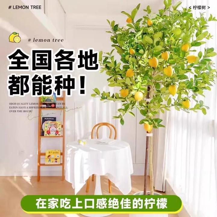 网红香水柠檬树盆栽大型绿植客厅室内阳台四季花果