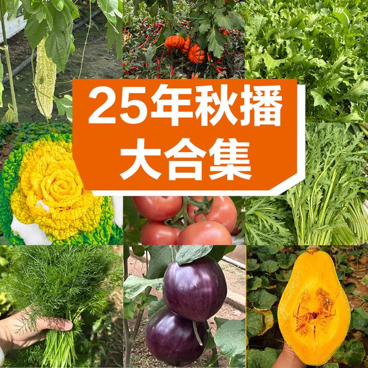 秋季播种子蔬菜种子瓜果种子白菜种香菜种子水果萝卜生吃甜脆种子