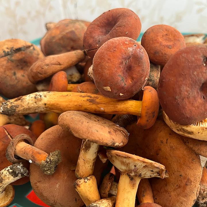 云南特产野生奶浆菌捏碎真空冰冻顺丰空运包邮现拍现发