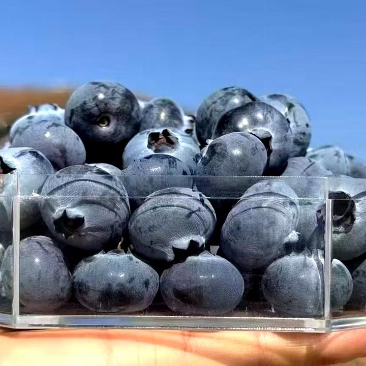 大凉山高原花香蓝莓L25现摘现发脆甜【顺丰空运】原产地直发新鲜采