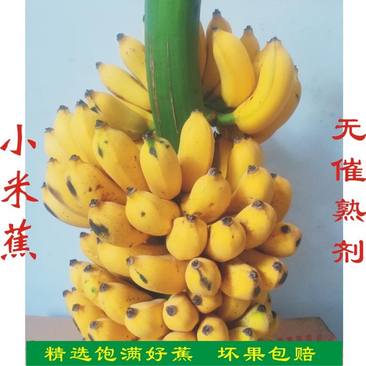 广西小米蕉一整串带杆香蕉当季新鲜水果