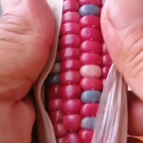 直播间《初恋》文玩玉米种子50元10粒