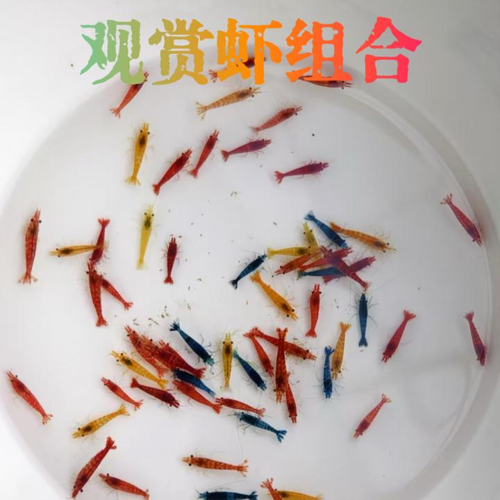 极火虾观赏米虾蓝宝石多色组合公母混捞可繁殖淡水观赏虾除藻工具