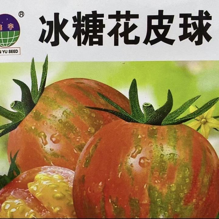 【花皮球柿子种子】四季种植盆栽地栽阳台小院种植
