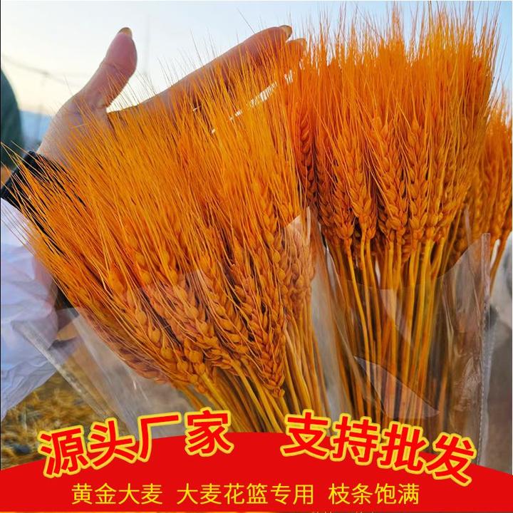 【开业麦穗】精品黄金大麦开业花篮干花插花篮材料招财厂家批发整箱