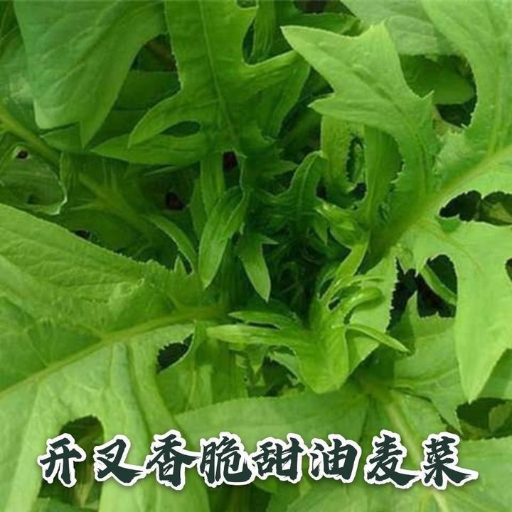高产花丫甜麦菜种子花芽开叉甜油麦菜种籽四季播易种农家田园蔬菜