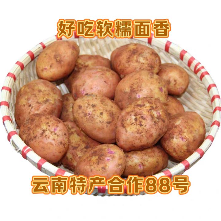 云南红皮黄心土豆合作88号炸薯片薯条土豆饼专用洋芋