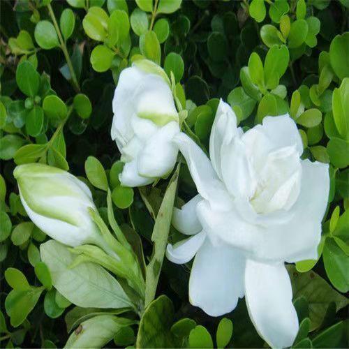 小店热卖四季大花重瓣栀子种子阳台牡丹栀子花种子种苗茉莉花苗盆