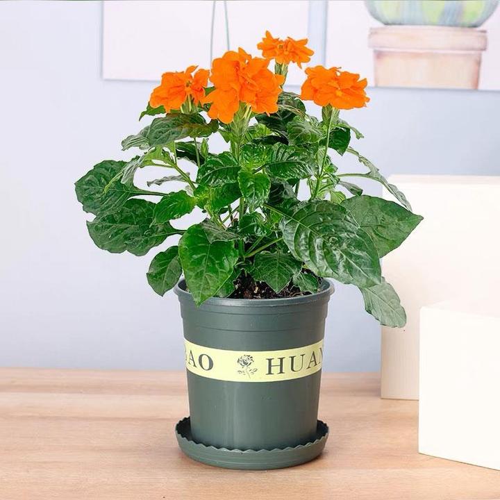 鸟尾花盆栽带花苞阳台庭院四季开花多年生好养易活耐热草本植物花