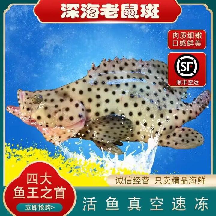 深海老鼠斑野生老鼠斑1-9斤鲜活速冻石斑鱼肉质肥美