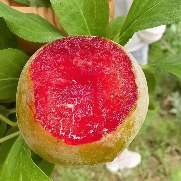 新疆高山乡村味帝李子杏李青皮红心大果新鲜应季水果恐龙蛋李子