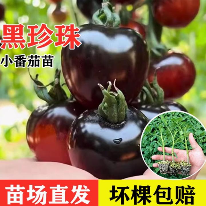 【蓝莓黑番茄】糖水炸弹黑珍珠番茄苗秧种子四季春秋盆栽女果蔬菜苗