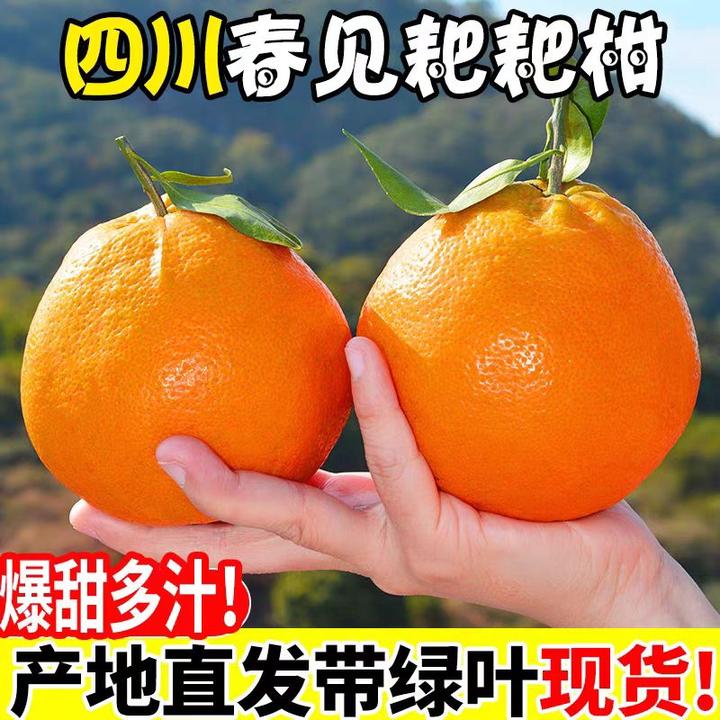 TT四川春见耙耙柑12枚礼盒装