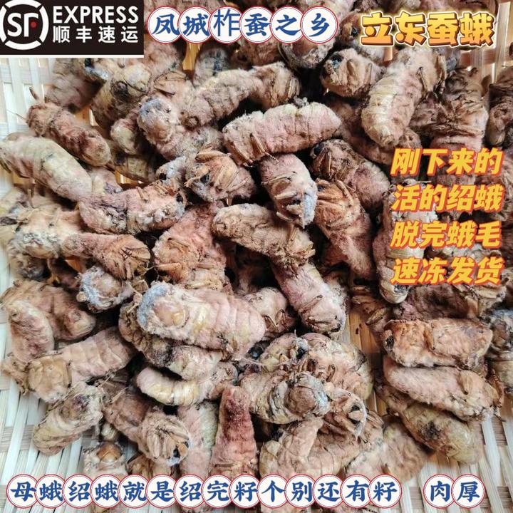 25年活的绍蛾掐膀去蛾毛脱毛绍蛾春蚕蛾速冻绍完籽个别有籽顺丰