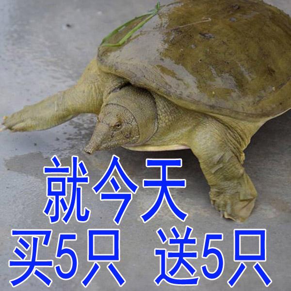 活动 买5只 送5只 鲜活食用甲鱼水鱼团鱼小甲鱼苗鳖苗 包活送到家