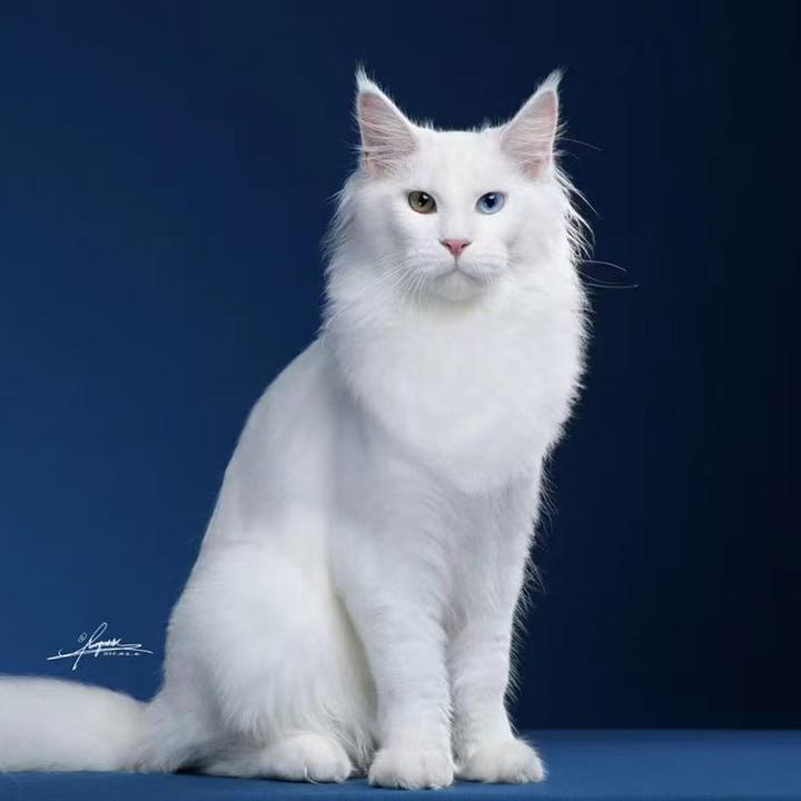 【猫之谷缅因】猫咪活体