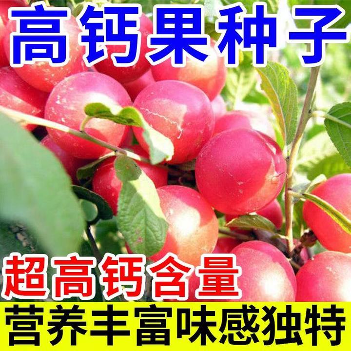 【耐热钙果】新品种高钙果种子盆栽无籽钙果南北方易种植高产Y