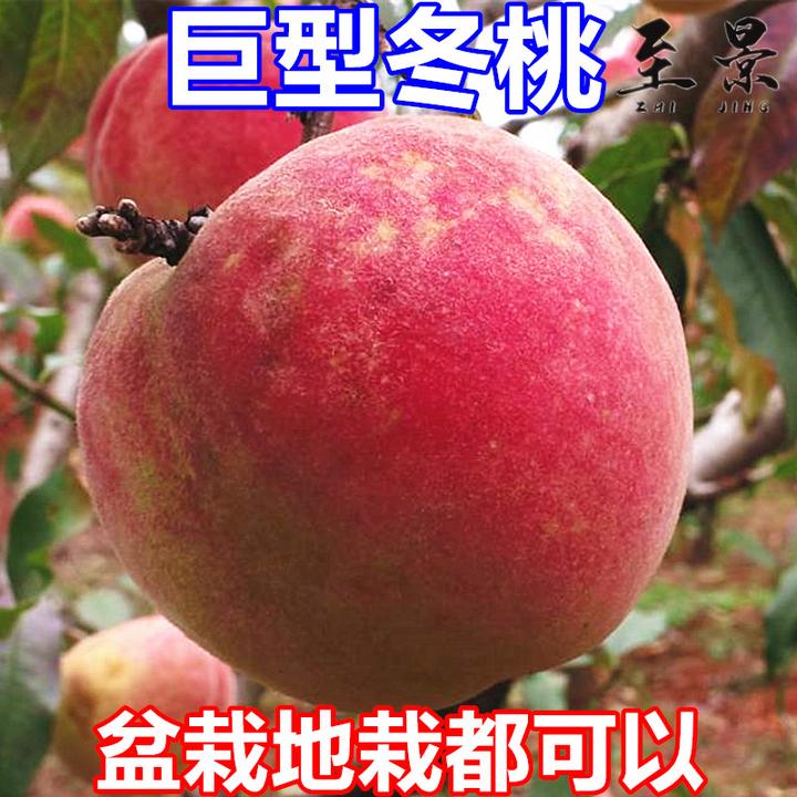 2#桃树苗巨型冬桃脆甜水蜜桃黄金蟠桃子苗突围庭院阳台盆栽果树苗
