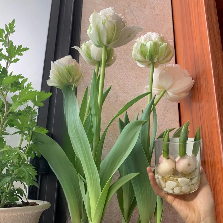 可水培土培观赏花进口盆栽郁金香花种球花卉五度球耐寒多色重瓣