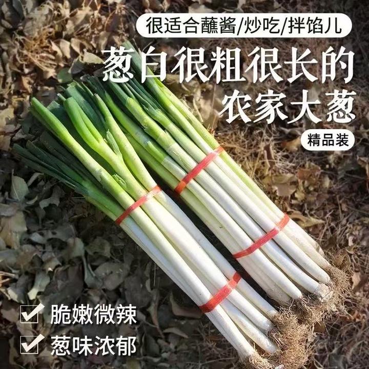 山东大葱山东新鲜大葱3/5斤装批发蘸酱甄选蔬菜脆甜山东甜大葱