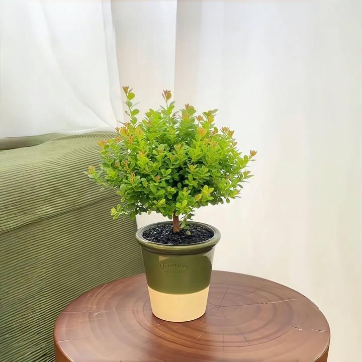 【小叶赤楠】盆景室内桌面绿植花卉四季常青好养活