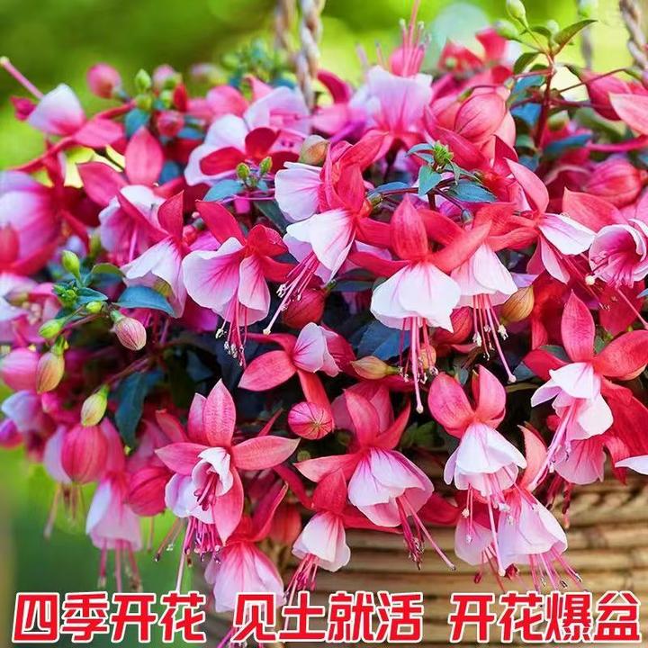 重瓣倒挂金钟种子四季播种灯笼花籽吊钟海棠阳台盆栽花卉花草种子