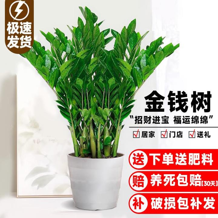 金钱树盆栽植物室内客厅绿植好养花卉办公室招财树大花盆摇钱串子