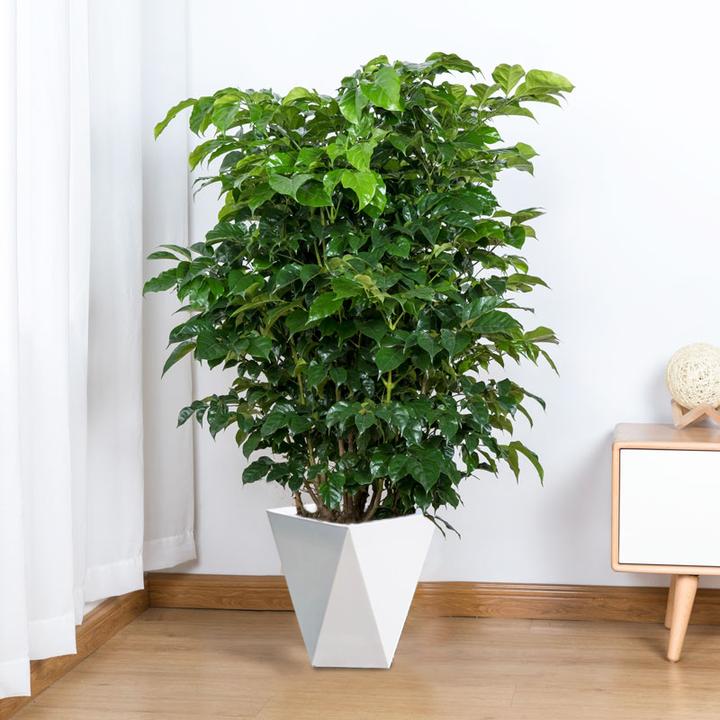 【洛阳花卉】大盆丛生幸福树 带白盆高90-100cm 配白色菱形花盆