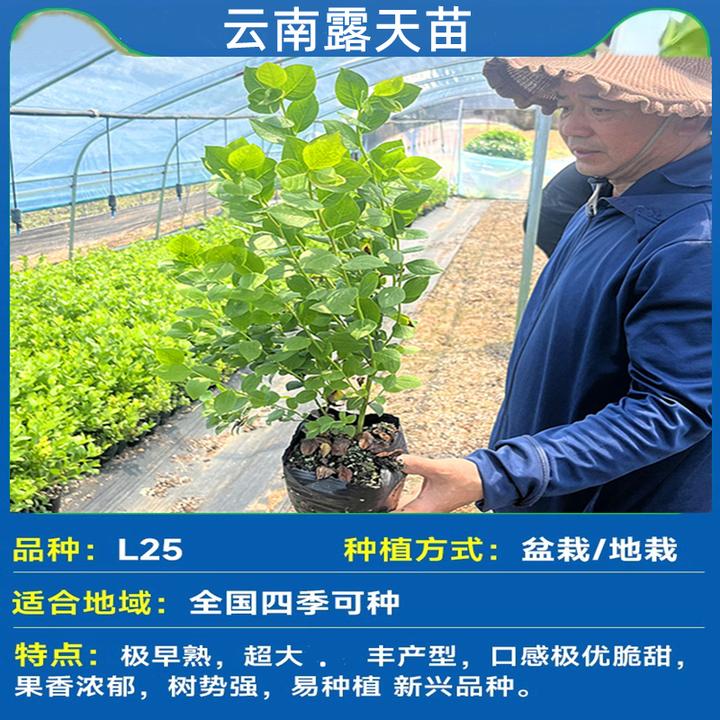盆栽室内客厅可四季观赏盆景阳台耐寒