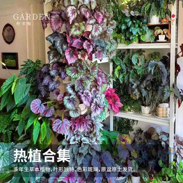 秋海棠网红ins风绿植盆栽室内阳台花卉进口观赏植物好养易活耐阴