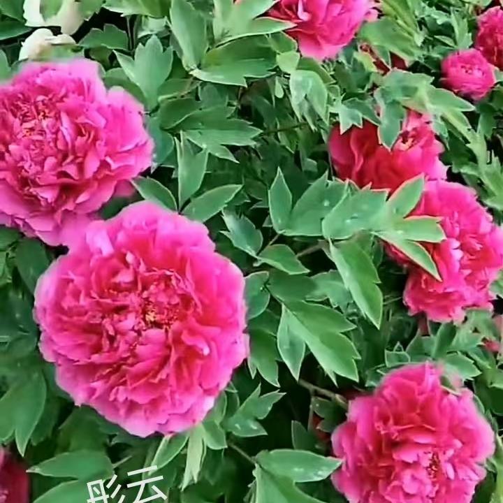 （彤云）国色芳华 牡丹鲜花 年宵花 盆栽 鲜切花