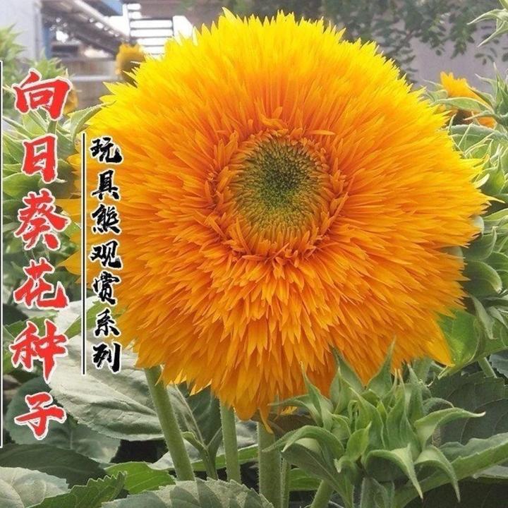 玩具熊向日葵种子四季易种室内盆栽室外庭院花卉种孑中考重瓣