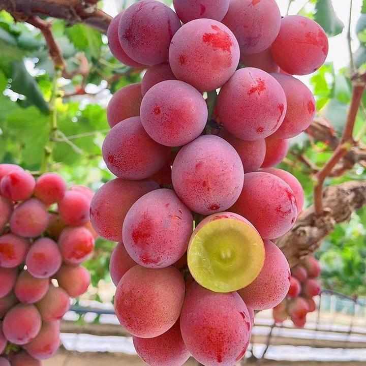藤王红蜜王.藤王黑蜜王.巨峰葡萄树苗南北方均可种植葡萄苗果树