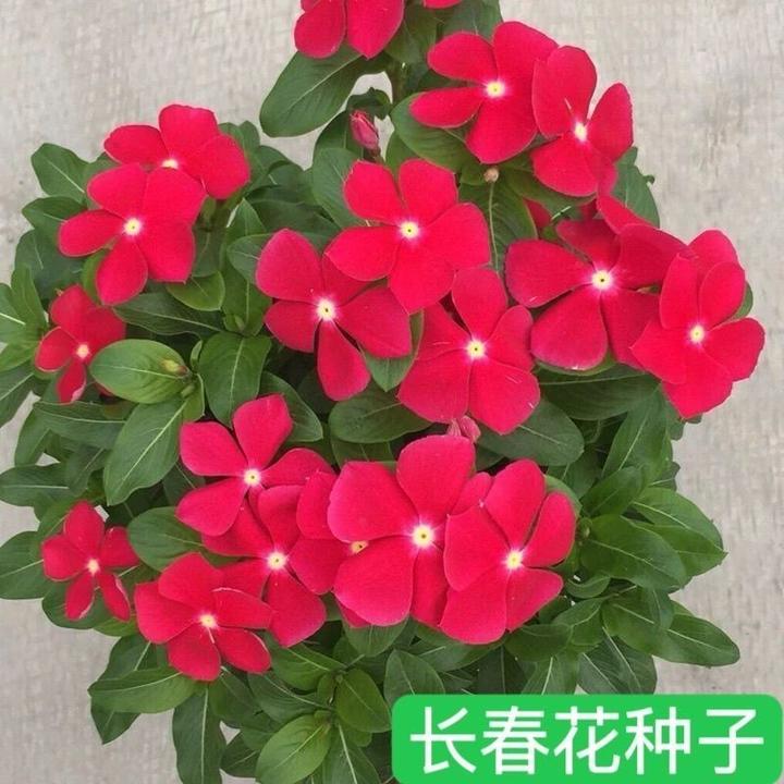 长春花种子天天室外花期长多年生花海庭院室内阳台盆栽花卉