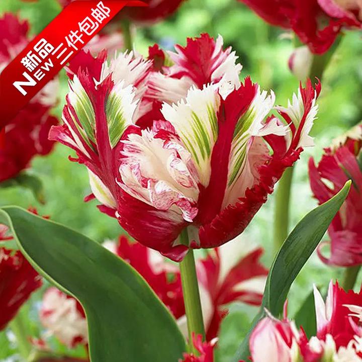 新疆包邮稀有重瓣荷兰郁金香种球鹦鹉新品当年开花卉盆栽室内好养