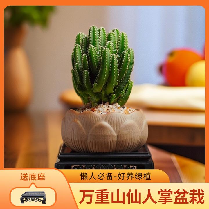 万重山带花盆仙人掌耐旱好养绿植室内盆栽植物净化空气客厅种好