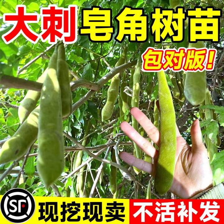 皂角树苗大刺皂角树绿化皂荚树苗盆栽地栽野生庭院药用油皂角树苗