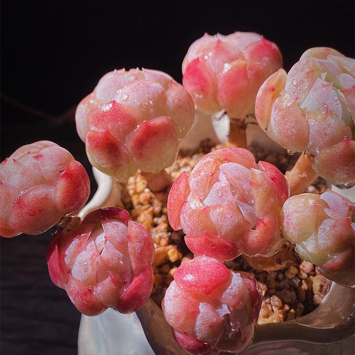 胭脂奶油贝瑞群生云南多肉老桩双子贝瑞多肉植物萌肉肉四季盆栽