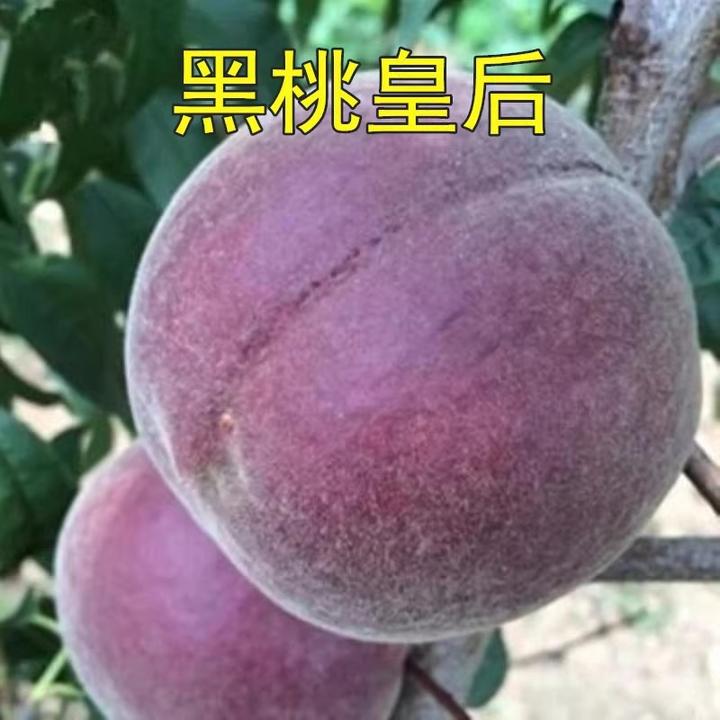 桃树新品种中华黑桃王桃树苗黑桃皇后树苗嫁接当年结果南北方种植