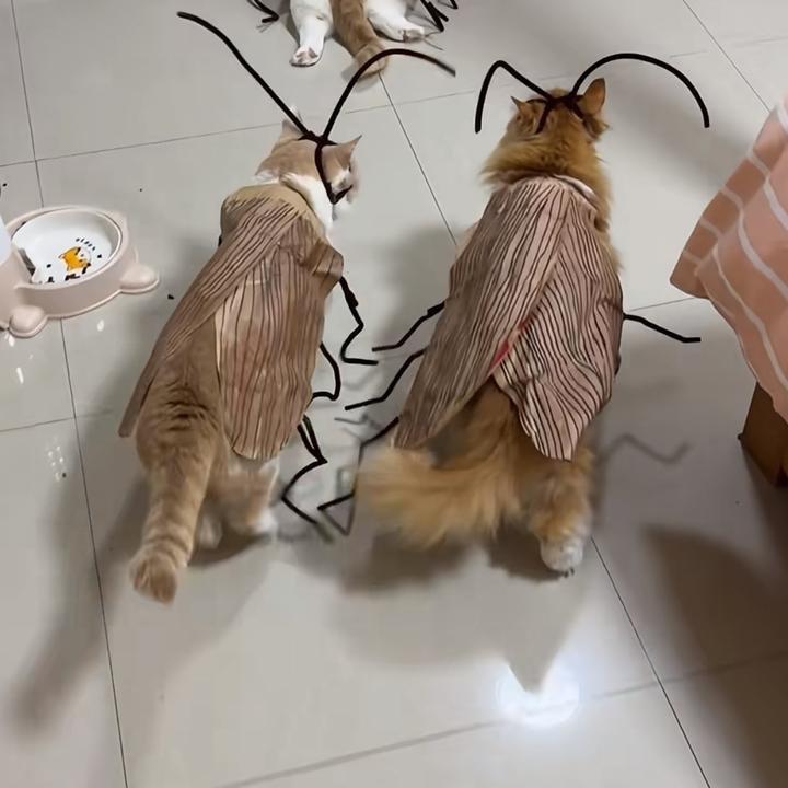 【佳宝】纯情蟑螂火辣辣搞怪同款条纹衣服DIY手工衣网红猫咪蟑螂