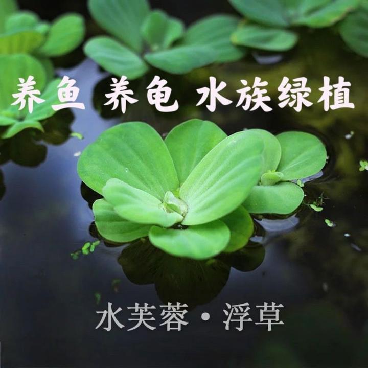 水芙蓉水草池塘水面养鱼浮萍苗水培植物净化水质庭院绿化造景浮萍
