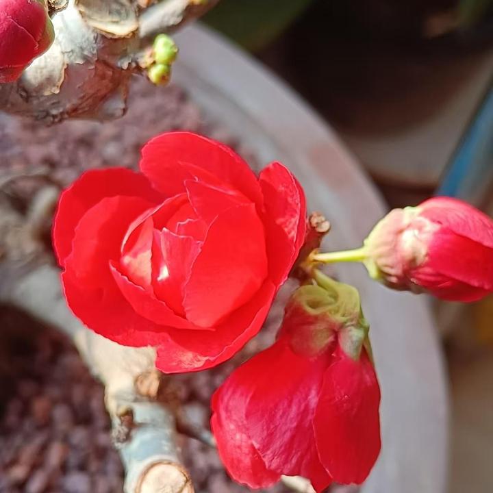 丛林长寿冠国旗红颜色