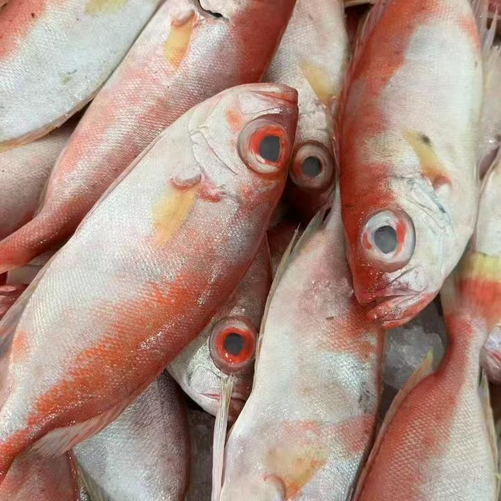《顺丰冷链》野生海捕红目鲢 海连鱼 祥芝中心渔港直发 肉多刺少