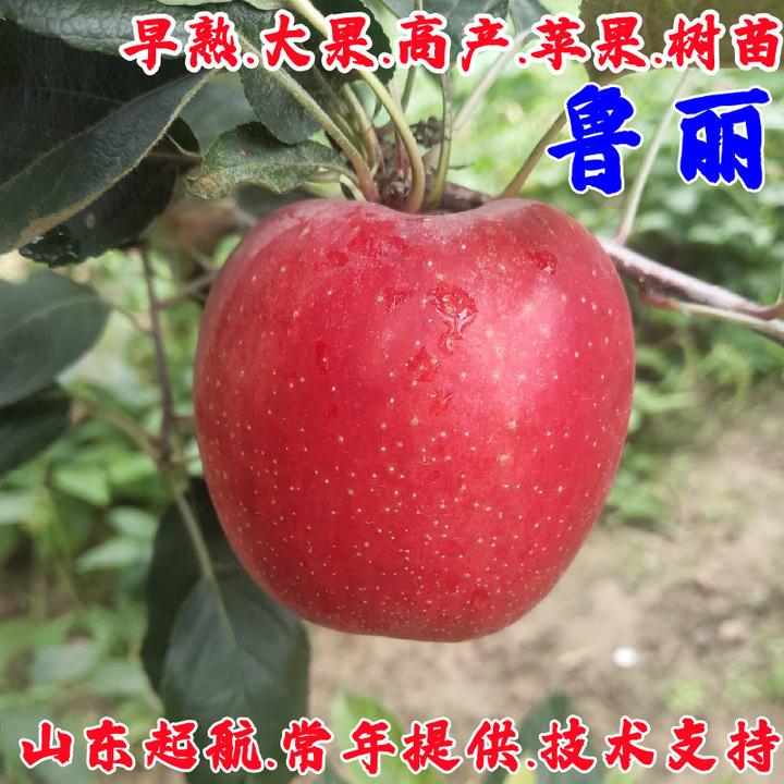 7月成熟鲁丽苹果树苗矮化盆栽庭院嫁接山东早熟苹果苗南北方种植