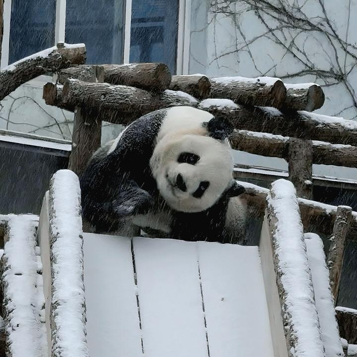 大熊猫萌兰“雪中飞”明信片一套（大尺寸3张）