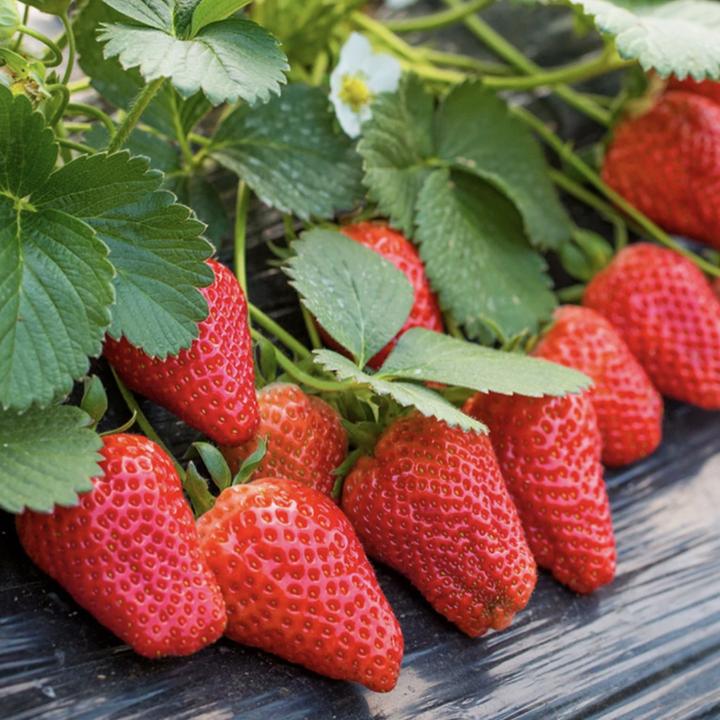 【奶油草莓种子】家庭阳台盆栽四季草莓籽