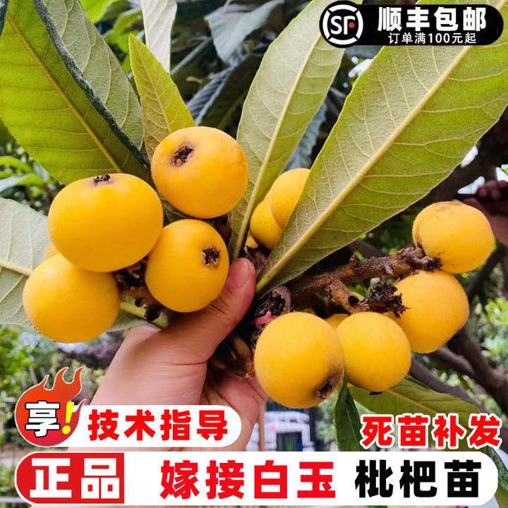 枇杷苗树嫁接东山白玉枇杷树苗白沙枇杷树果苗南北方盆栽地栽果树