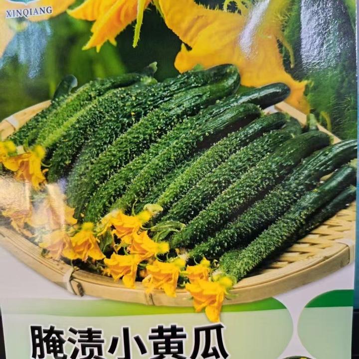 【腌渍小黄瓜种子】四季种植盆栽地栽阳台小院种植