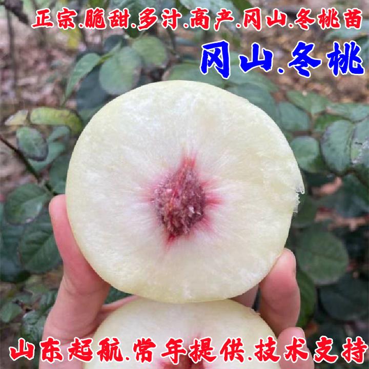 新品种桃树果苗日本冈山冬桃树苗晚熟脆甜白桃苗庭院南方北方种植