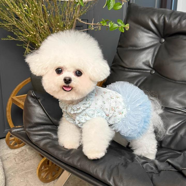 宠物衣服弹力蕾丝碎花蓬蓬裙狗狗猫咪薄款芭蕾舞裙